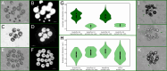 Plastic somatic-like cells are similar to the obligate somatic cells of other species.