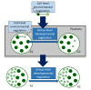 Plasticity may mediate the transition from cell-level, environmental regulation of cellular differentiation to group-level, developmental regulation of differentiation.