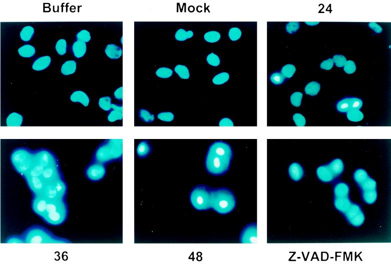 FIG. 12