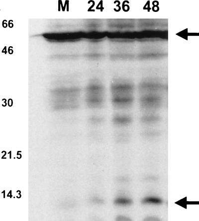 FIG. 8