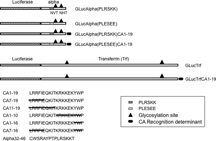 FIGURE 1.