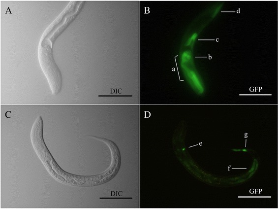 Fig. 5