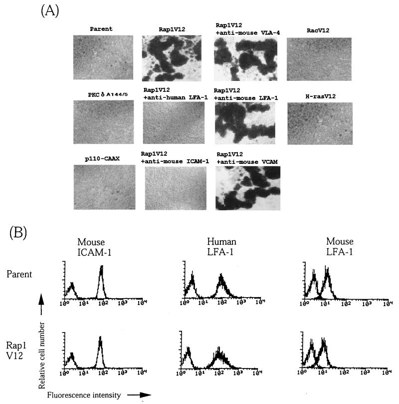 FIG. 7