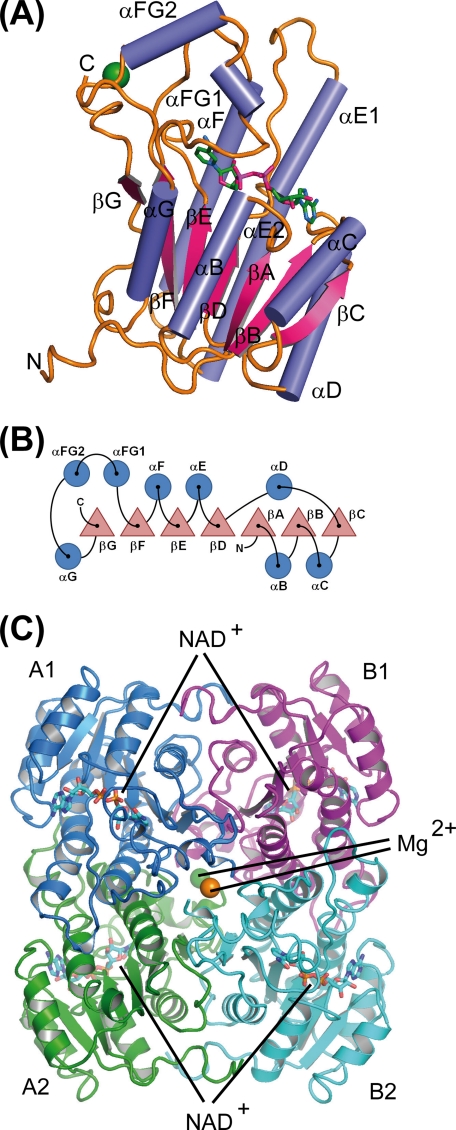 FIGURE 2.