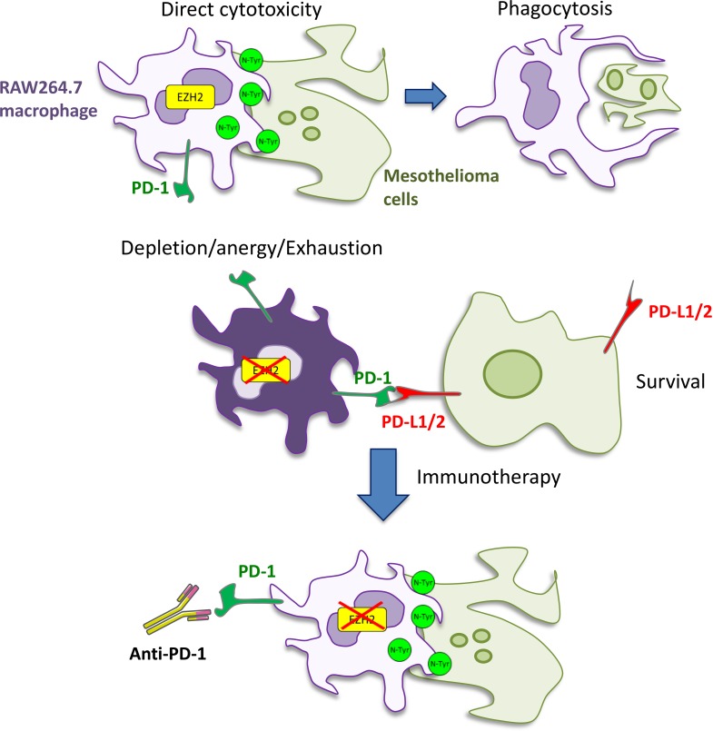 graphic file with name jciinsight-4-128474-g096.jpg