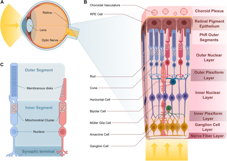 FIGURE 3