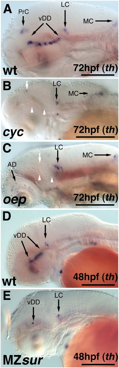 Figure 7.