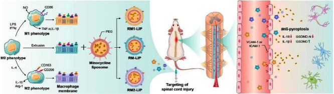 Image, graphical abstract