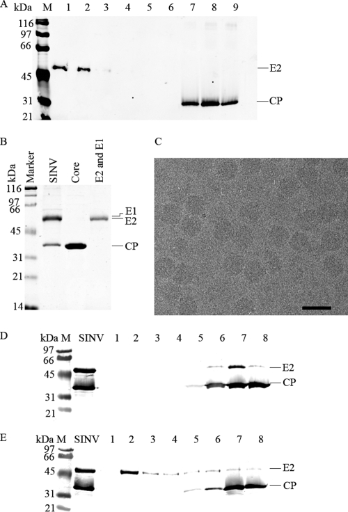 Fig 5