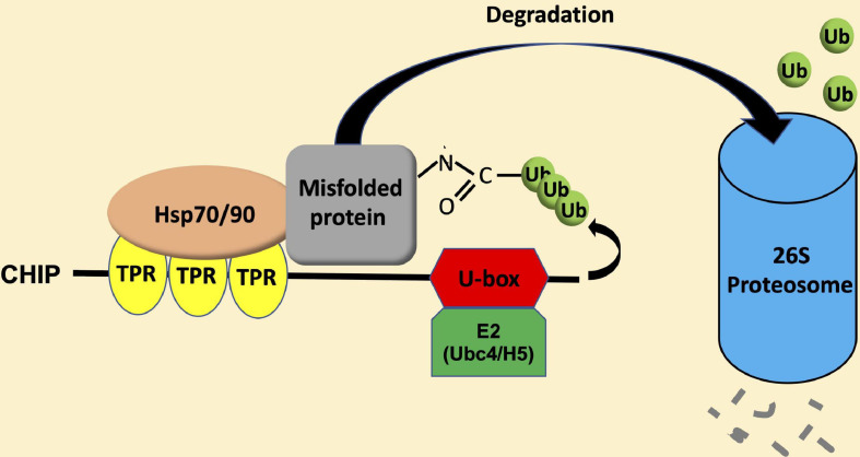 FIGURE 2