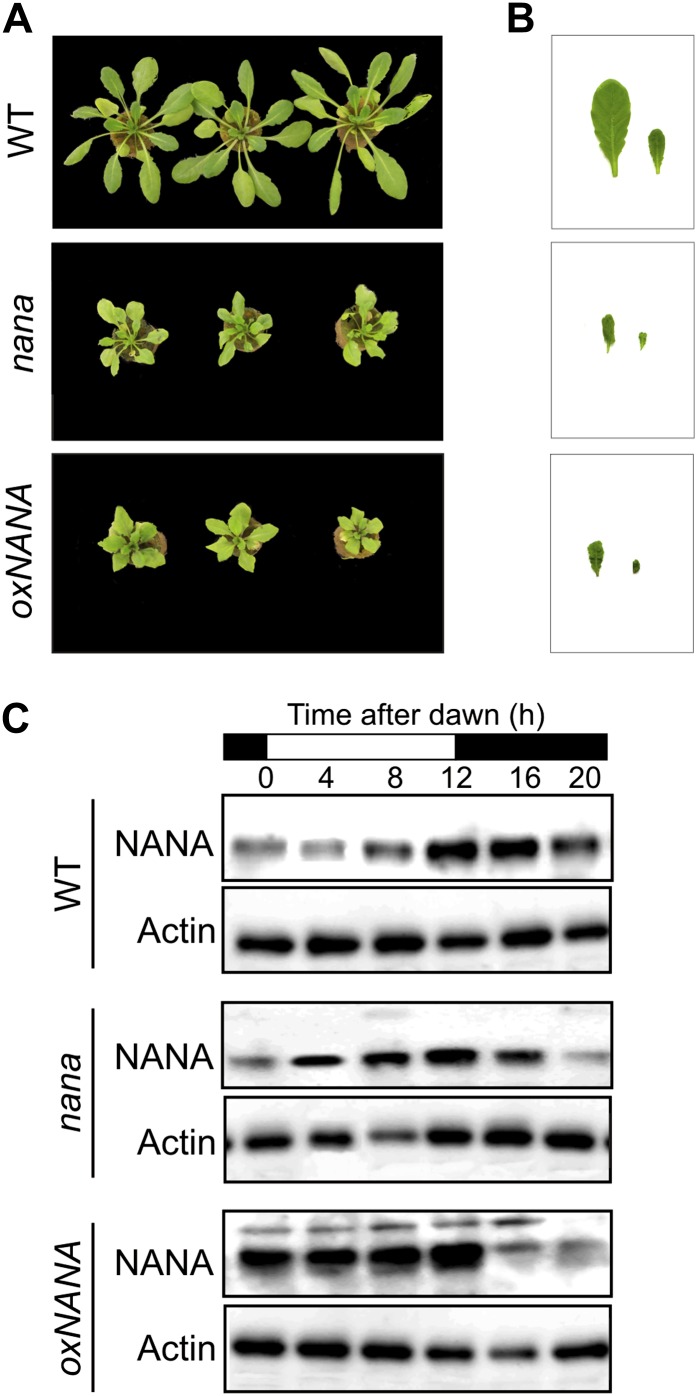 Figure 3.