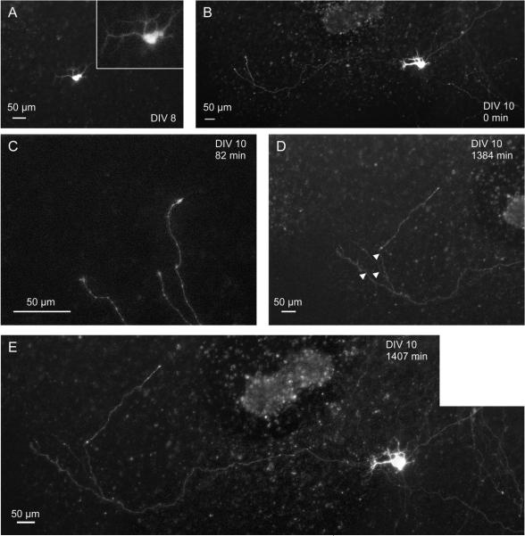 Figure 5