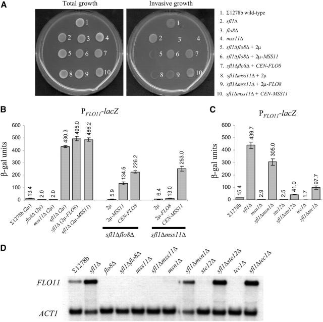 Figure 2.—