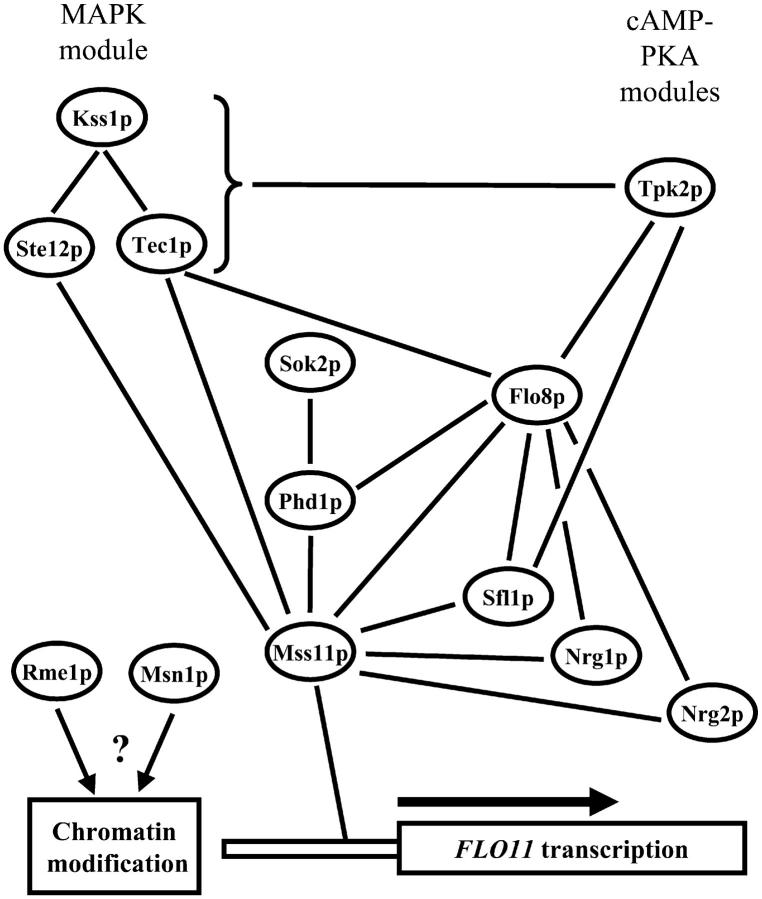 Figure 9.—