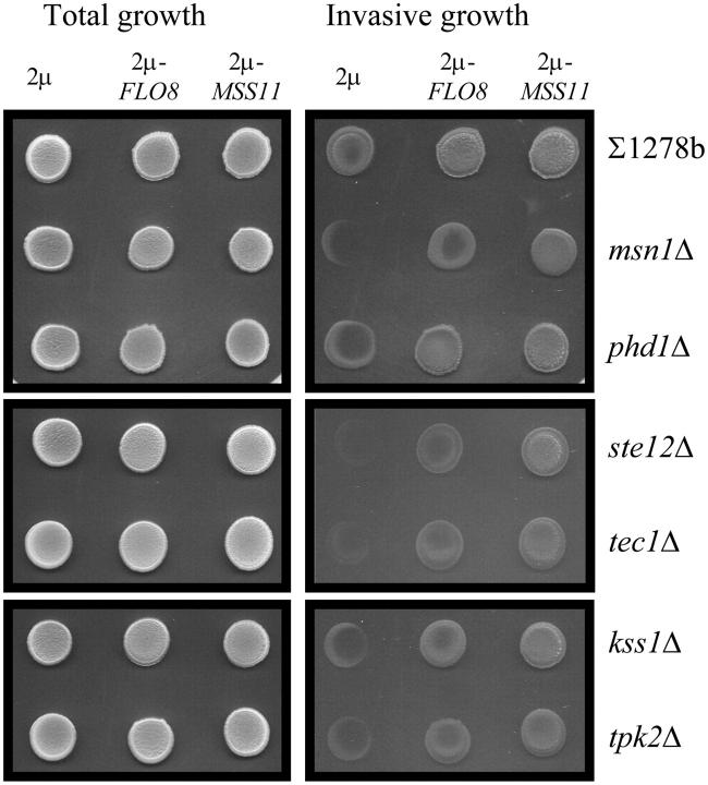 Figure 4.—