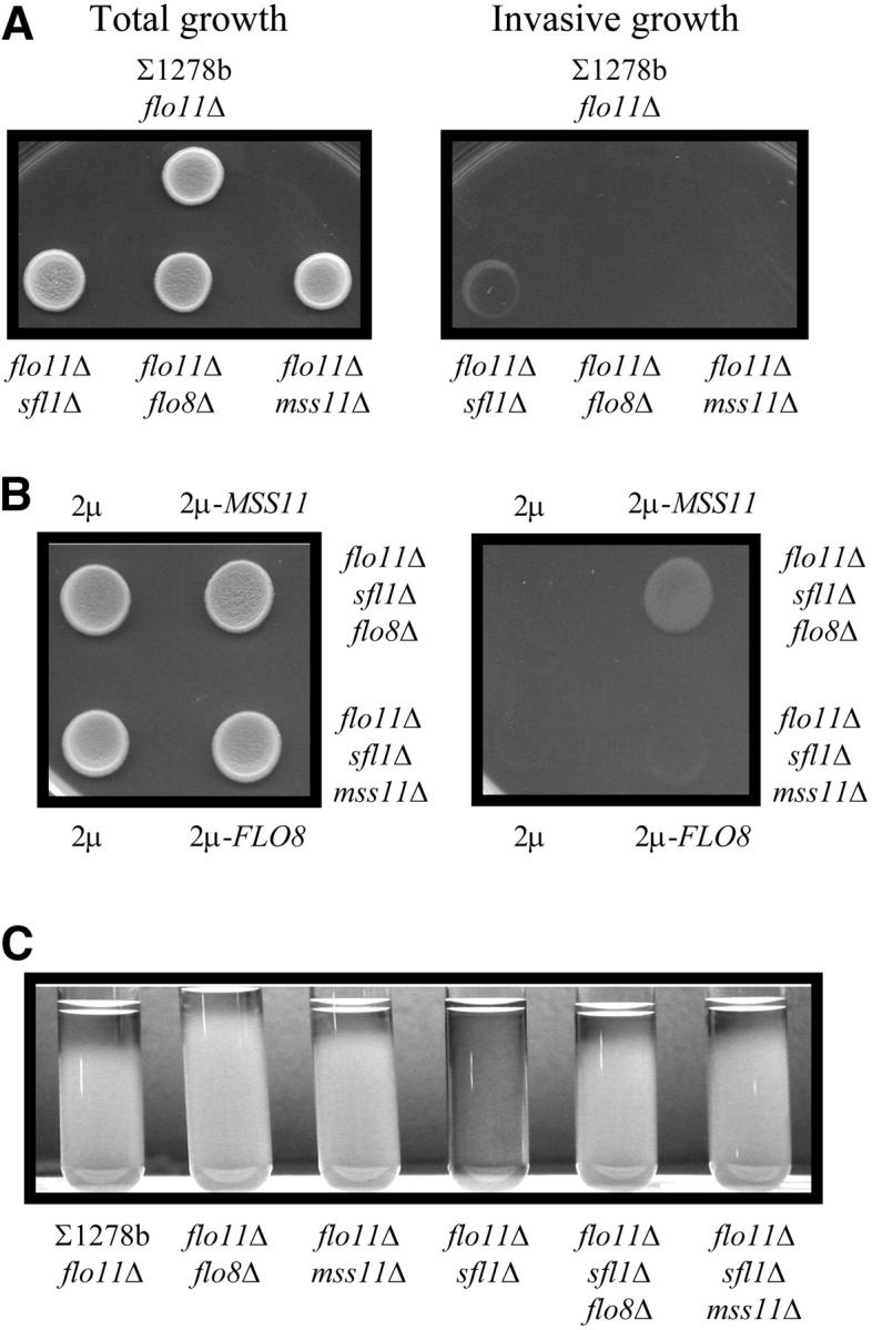 Figure 6.—