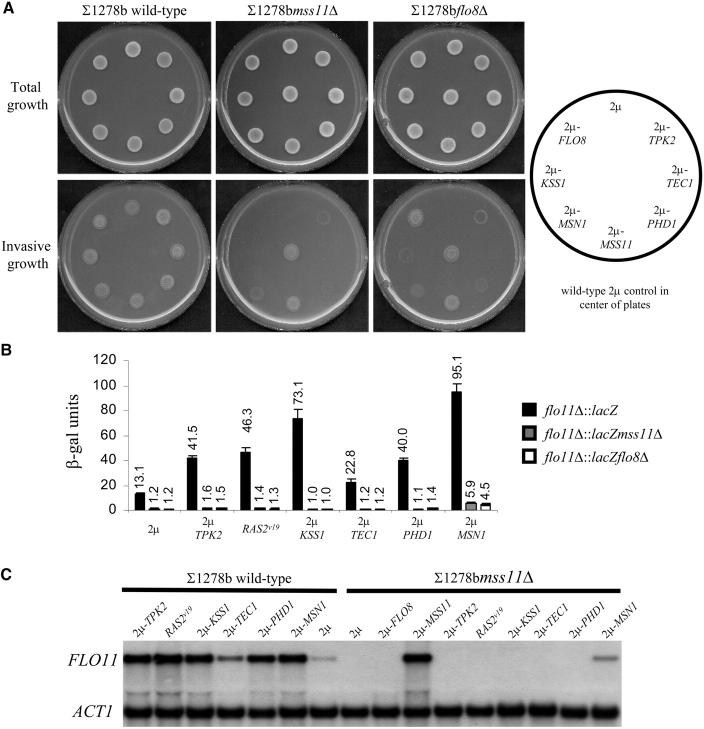 Figure 3.—