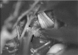 Fig. 11