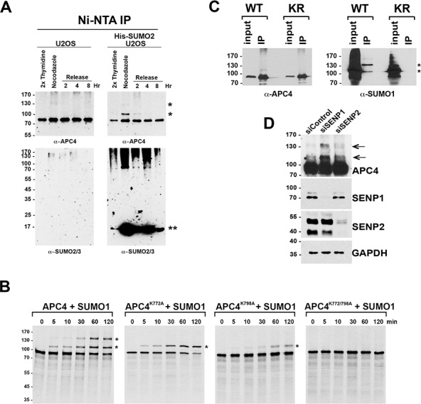 Figure 1—figure supplement 1.