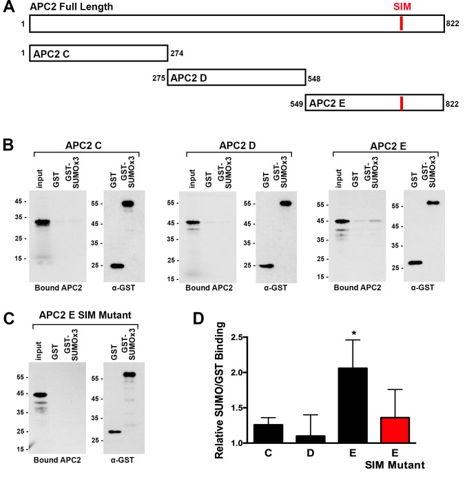 Figure 6—figure supplement 1.