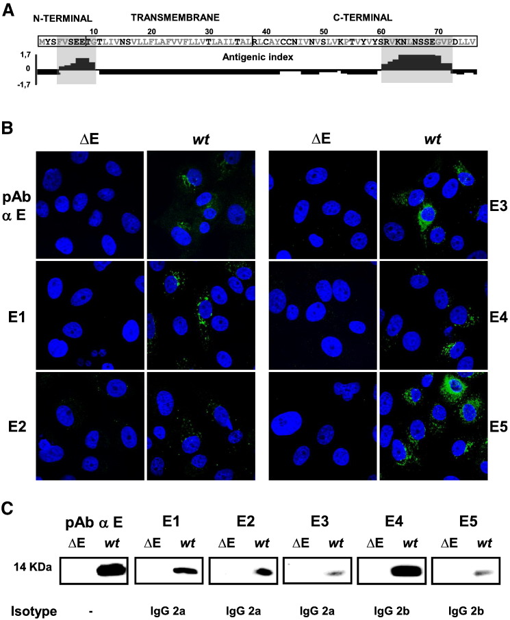 Fig. 1