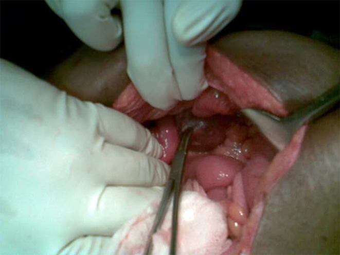 graphic file with name 12262_2011_265_Figb_HTML.jpg