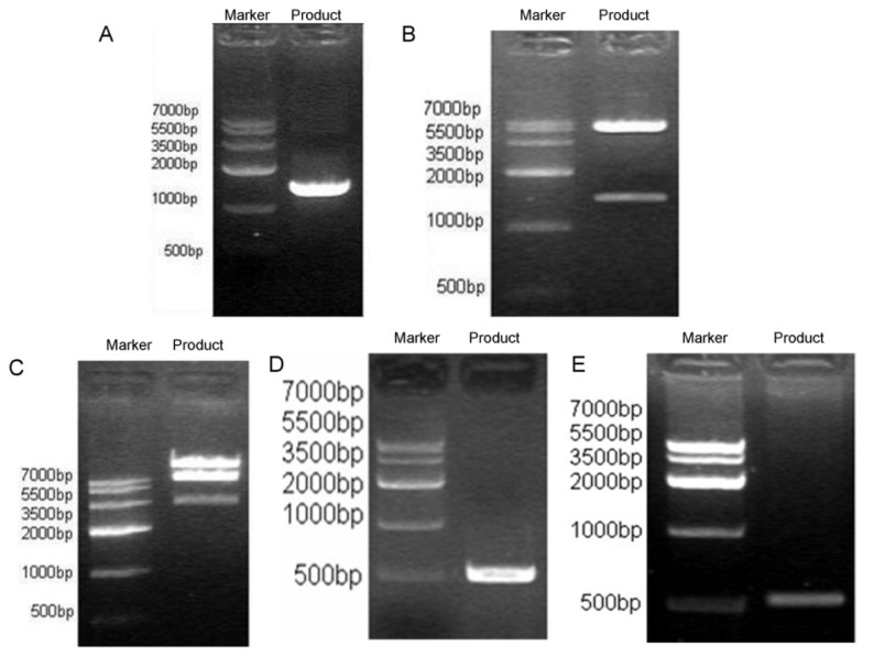 Figure 2.