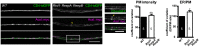 Figure 4—figure supplement 1.