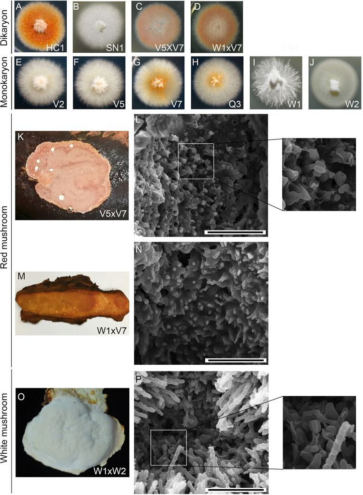 FIG 1