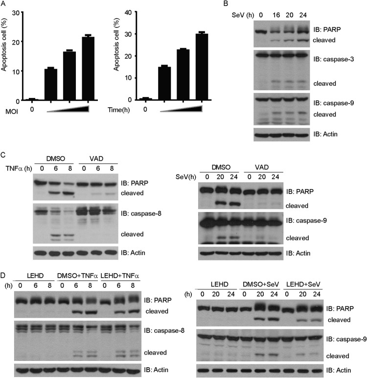 FIG 1