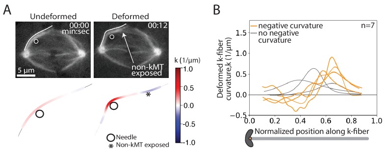 Figure 3—figure supplement 1.