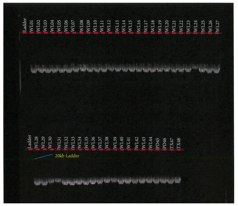 Figure 6