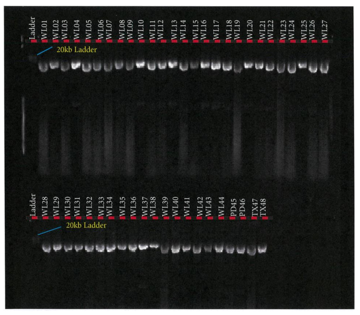 Figure 5