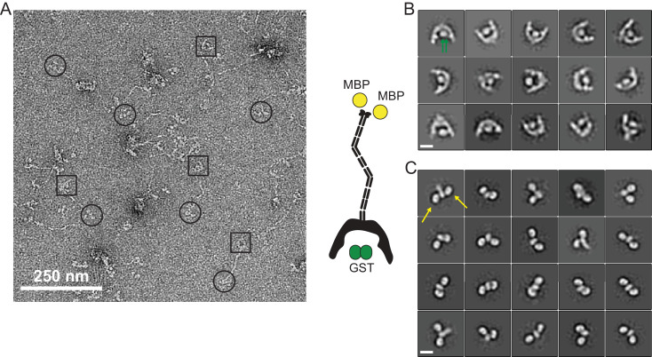 Figure 1—figure supplement 1.
