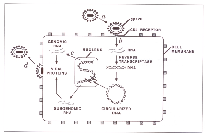 Figure 1)