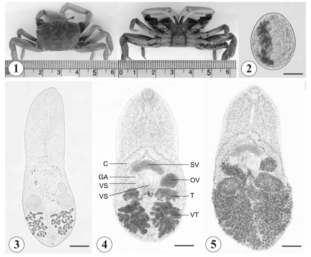 Figs. 1-5