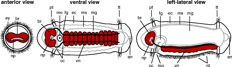 Fig. 1