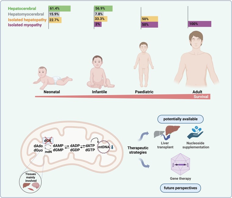 Graphical abstract