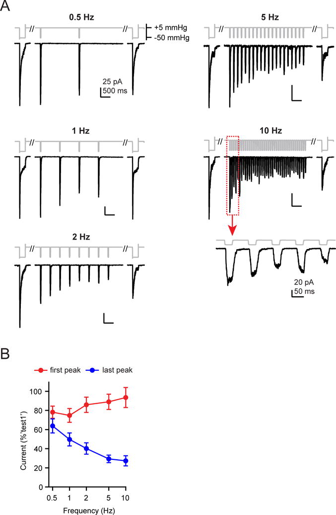 Transduction of repetitive mechanical stimuli by Piezo1 and Piezo2 ion ...