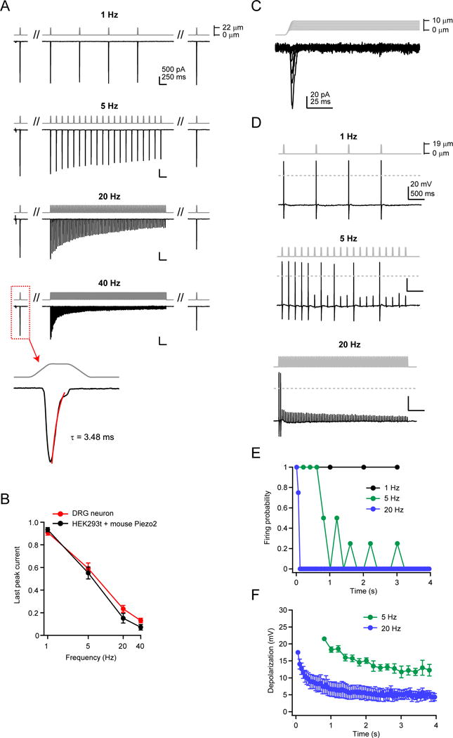 Transduction of repetitive mechanical stimuli by Piezo1 and Piezo2 ion ...