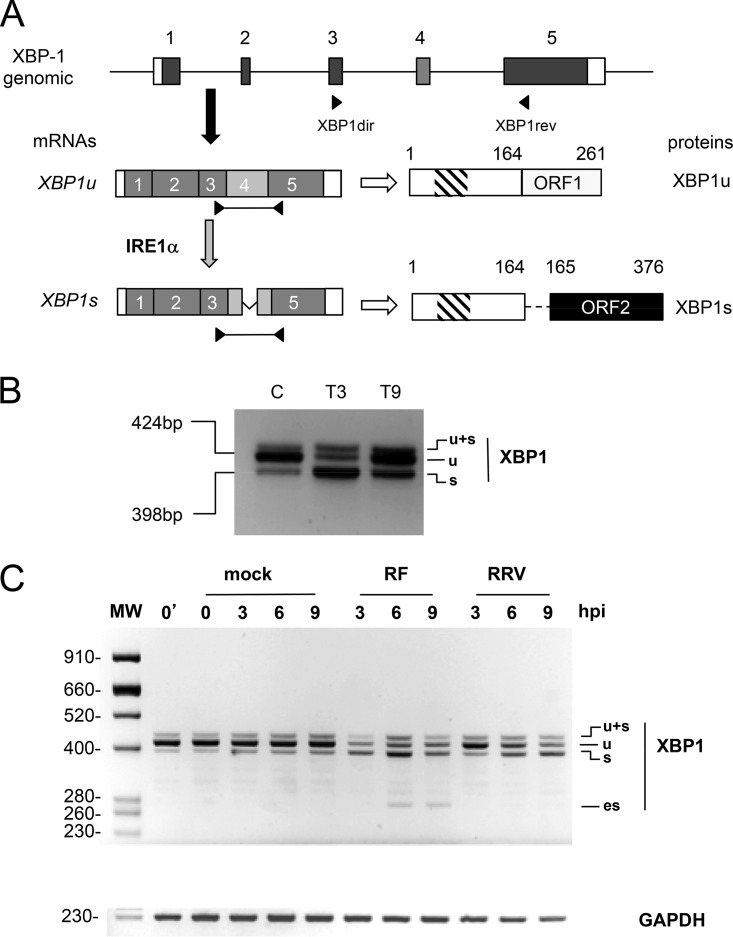 FIG 1