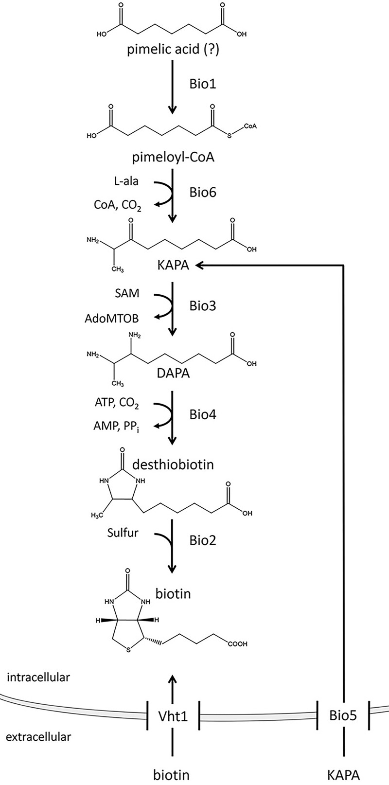 FIG 1