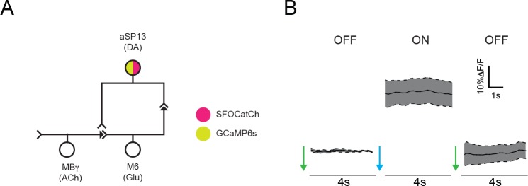 Figure 4—figure supplement 1.