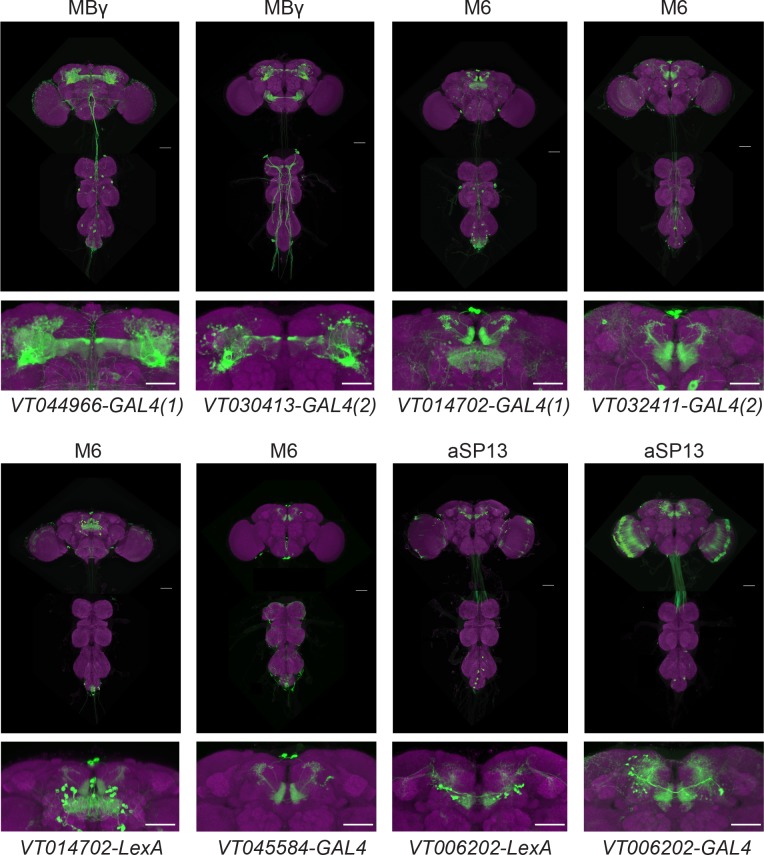 Figure 1—figure supplement 1.