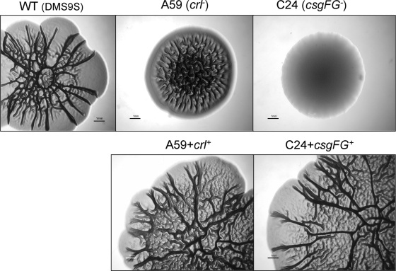 FIG. 10.