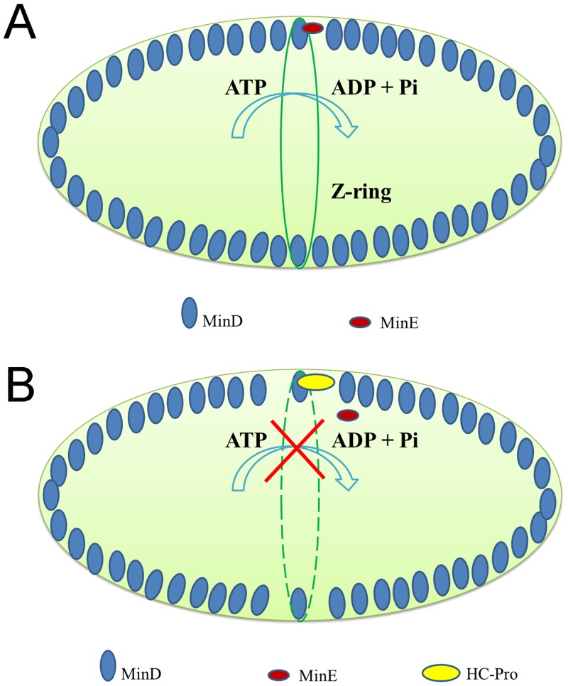 Fig 5