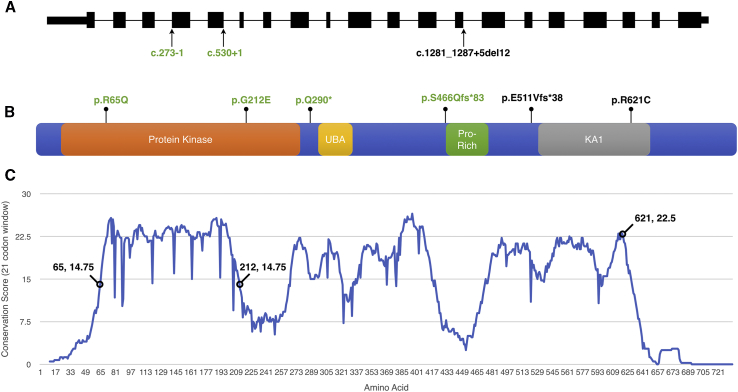 Figure 1