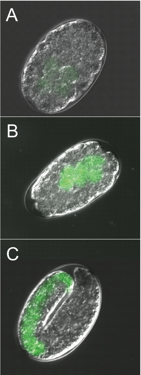 FIGURE 1.