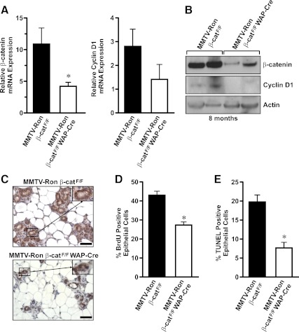 Conditional Deletion of β-Catenin in Mammary Epithelial Cells of Ron ...