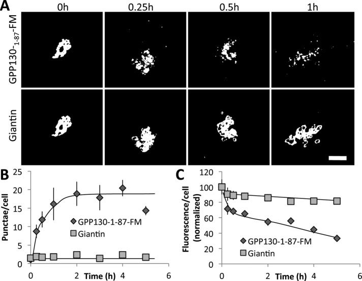 FIGURE 6: